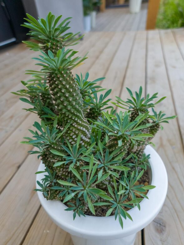 パイナップルみたい！？ユーフォルビア・ソテツキリンの魅力