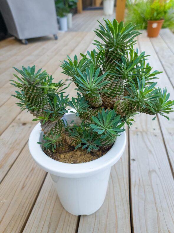 パイナップルみたい！？ユーフォルビア・ソテツキリンの魅力