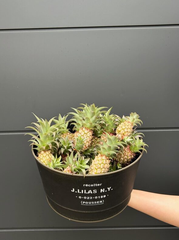 観賞用ミニパインでお部屋に南国を🌴敬老の日キャンペーン開催中！