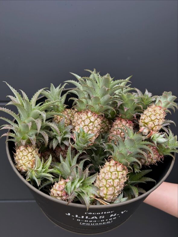 観賞用ミニパインでお部屋に南国を🌴敬老の日キャンペーン開催中！