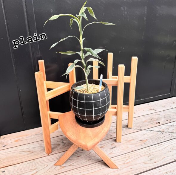 植物を立体的に楽しむ——鉢スタンド入荷のお知らせ