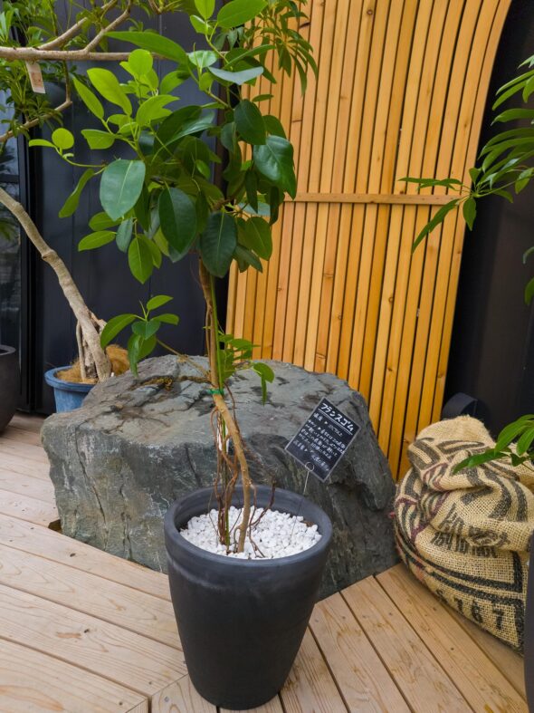 お部屋にそのまま。植え替え済みインテリアグリーン入荷