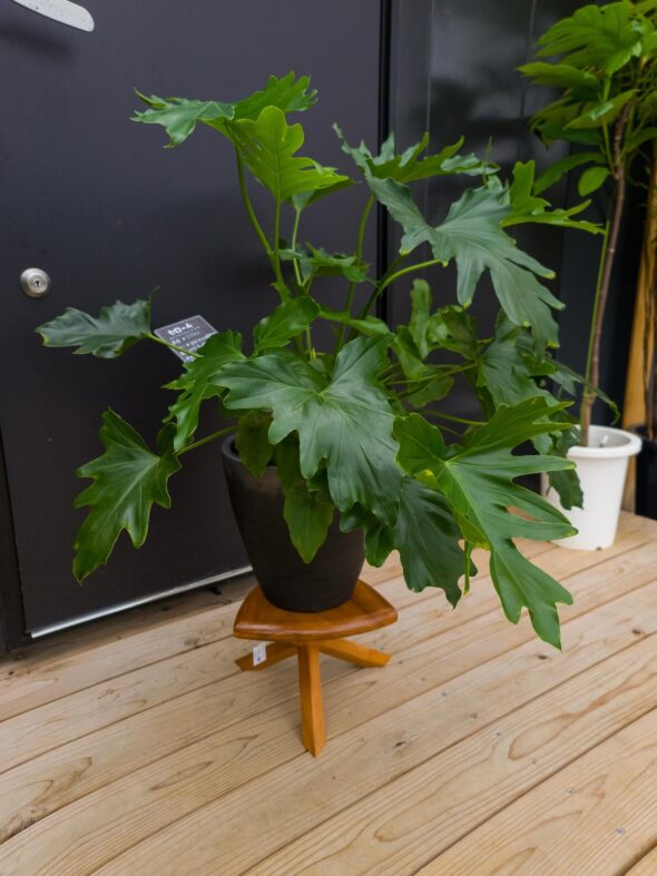 お部屋にそのまま。植え替え済みインテリアグリーン入荷