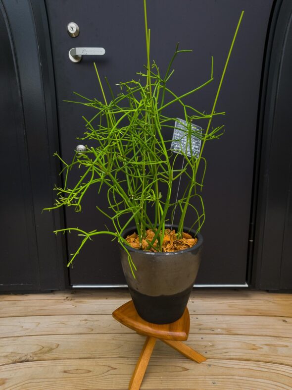 お部屋にそのまま。植え替え済みインテリアグリーン入荷