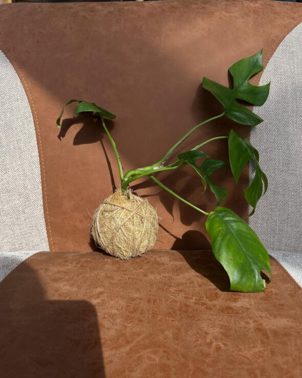 ころんと可愛い苔玉ワークショップ