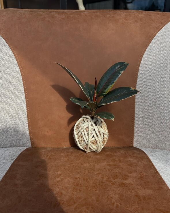 ころんと可愛い苔玉ワークショップ