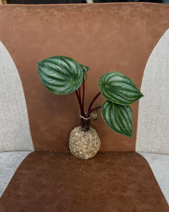 ころんと可愛い苔玉ワークショップ