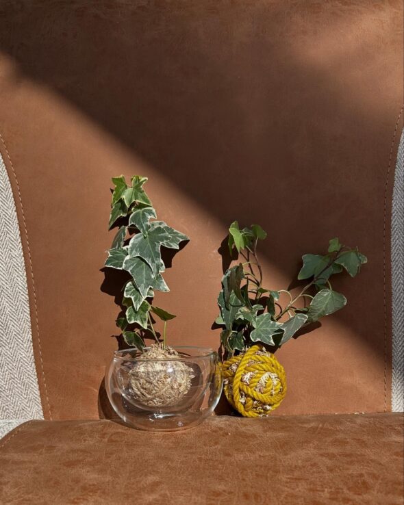 ころんと可愛い苔玉ワークショップ