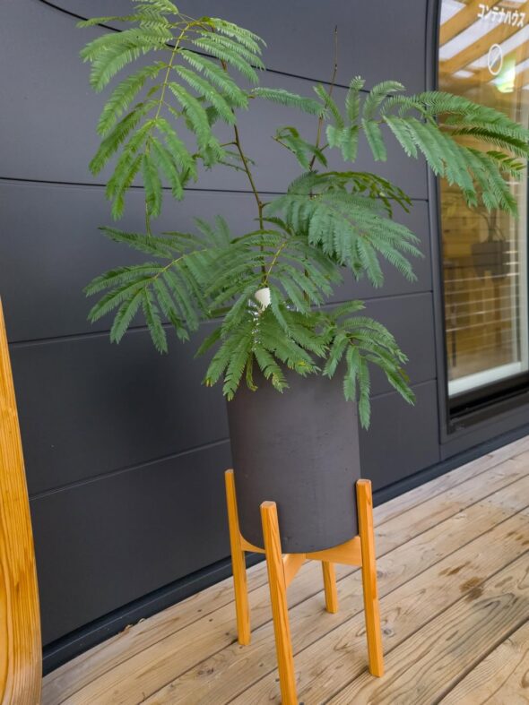 植物の印象が変わる、こだわり鉢カバー紹介