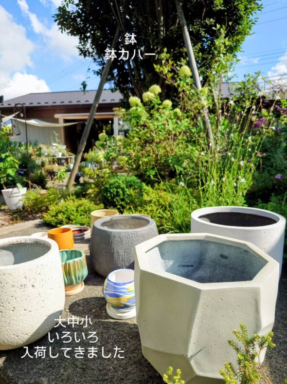 お気に入りの植物をもっと素敵に——鉢・鉢カバー入荷のお知らせ