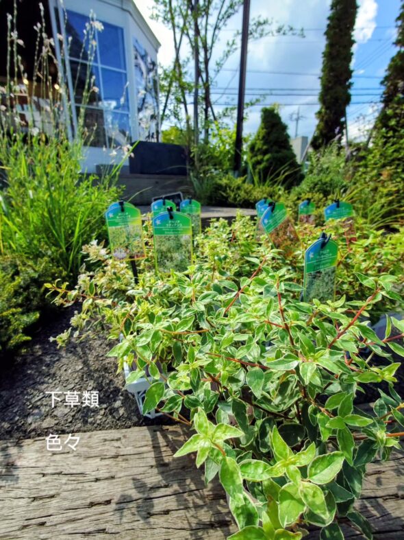 お気に入りの植物をもっと素敵に——鉢・鉢カバー入荷のお知らせ