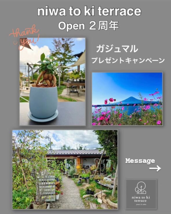 感謝を込めて——抽選で10名様にガジュマルをプレゼント