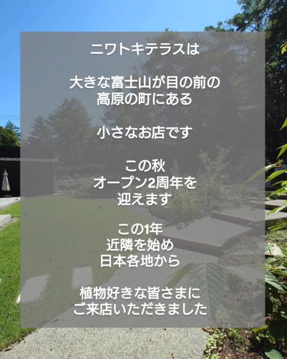 感謝を込めて——抽選で10名様にガジュマルをプレゼント