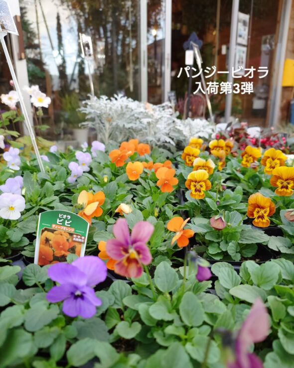 お天気のいい日に、ゆるっと寄せ植えワークショップ🌿