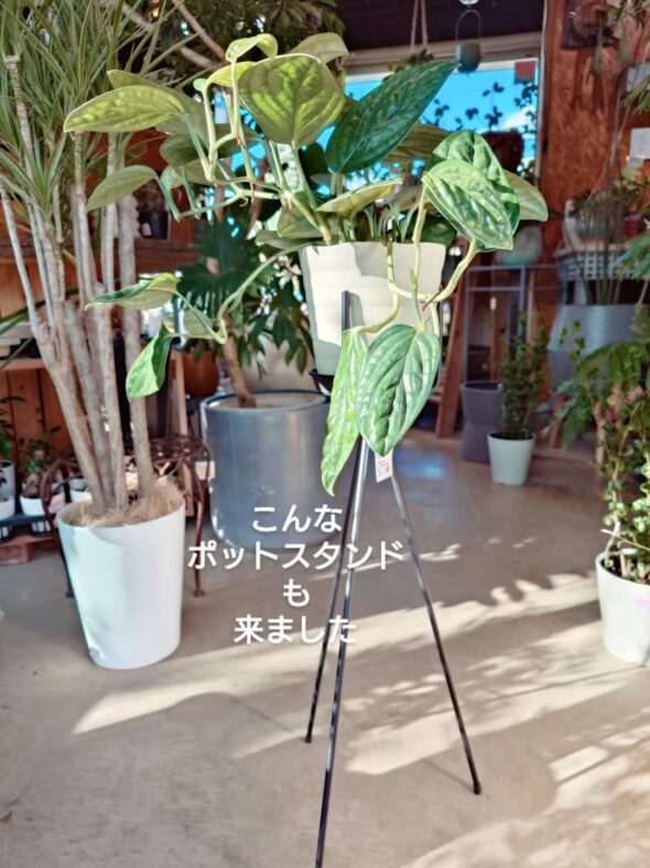 希少ペペロミア入荷！ナポリナイツとタートル