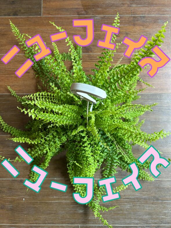 ハンギングに最適！珍しいシダ植物2種をご紹介