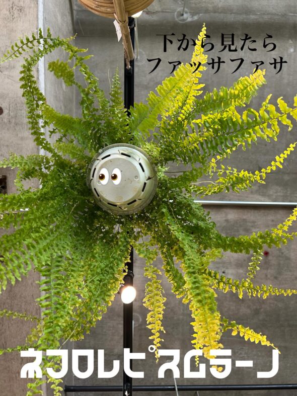 ハンギングに最適！珍しいシダ植物2種をご紹介