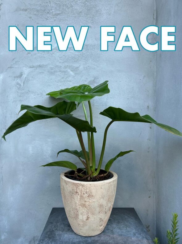 フィロデンドロン“ジャングルフィーバー”の魅力、深掘りします🔥