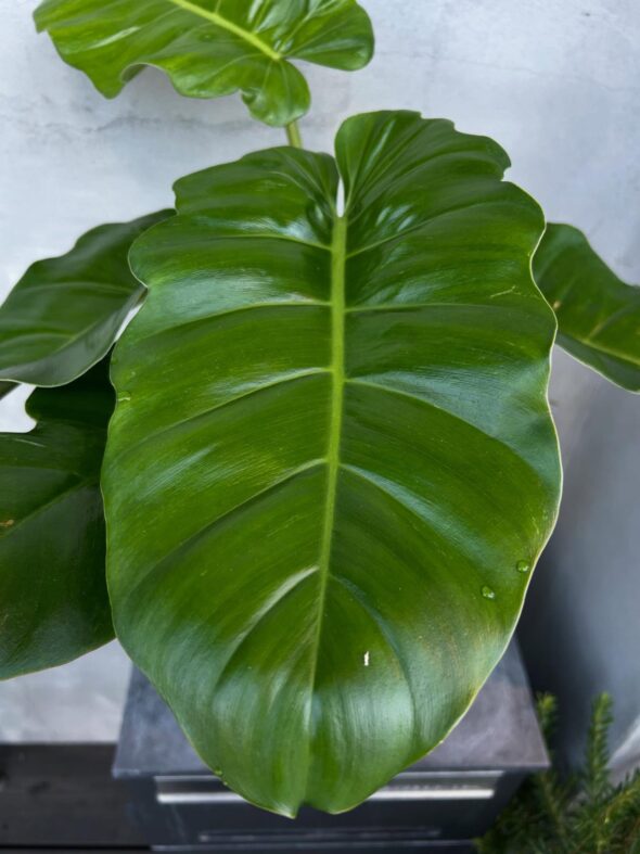 フィロデンドロン“ジャングルフィーバー”の魅力、深掘りします🔥