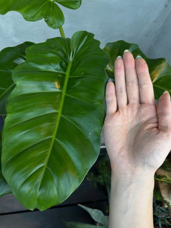 フィロデンドロン“ジャングルフィーバー”の魅力、深掘りします🔥