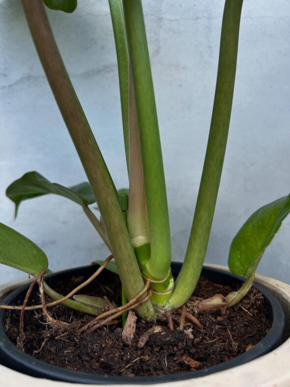 フィロデンドロン“ジャングルフィーバー”の魅力、深掘りします🔥