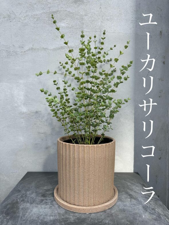 秋のお庭づくりに。ユーカリ・サリコーラとライスフラワー