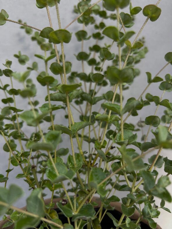 秋のお庭づくりに。ユーカリ・サリコーラとライスフラワー