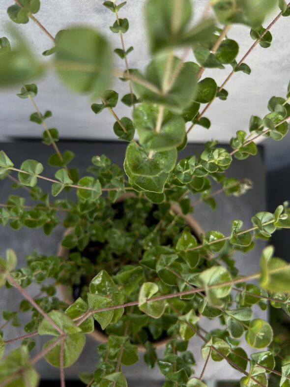 秋のお庭づくりに。ユーカリ・サリコーラとライスフラワー