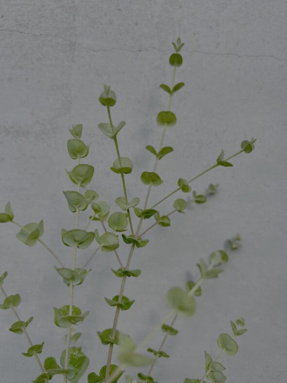 秋のお庭づくりに。ユーカリ・サリコーラとライスフラワー