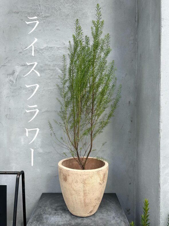 秋のお庭づくりに。ユーカリ・サリコーラとライスフラワー