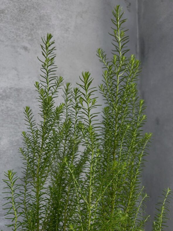 秋のお庭づくりに。ユーカリ・サリコーラとライスフラワー