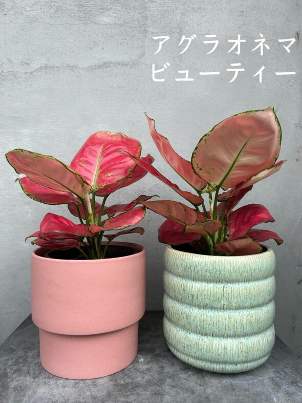 紅一点と映えグリーン——アグラオネマ＆バーキンの魅力