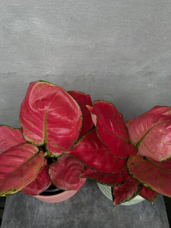 紅一点と映えグリーン——アグラオネマ＆バーキンの魅力