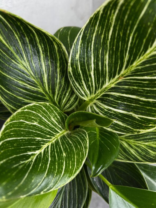 紅一点と映えグリーン——アグラオネマ＆バーキンの魅力