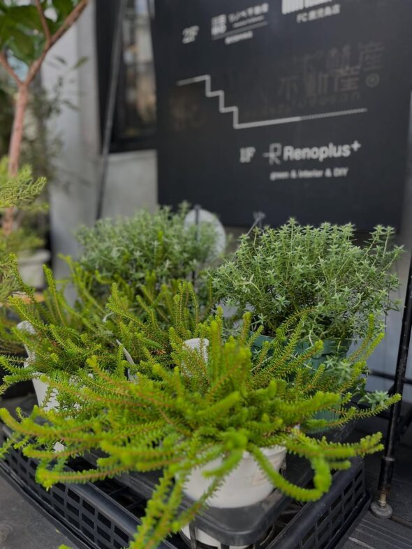 ラベンダーブルーが揺れる、ウエストリンギア“ブルージェム”