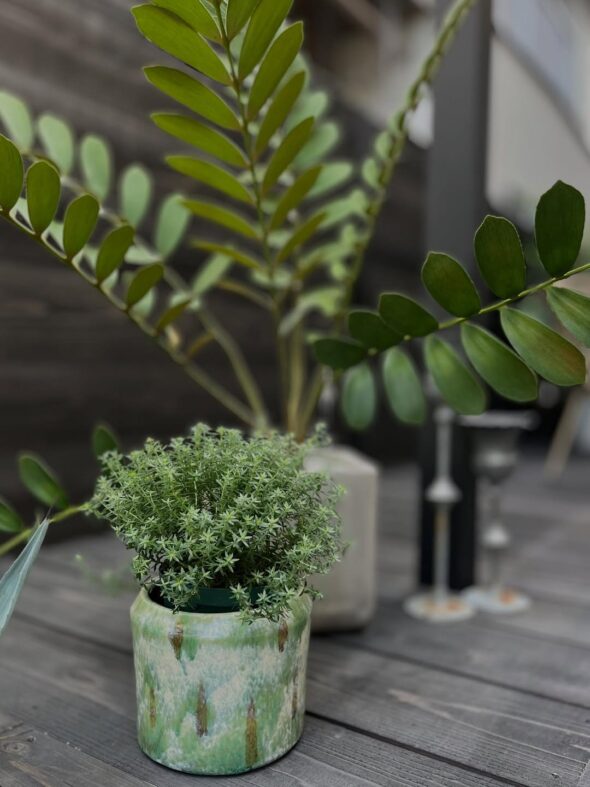 ラベンダーブルーが揺れる、ウエストリンギア“ブルージェム”