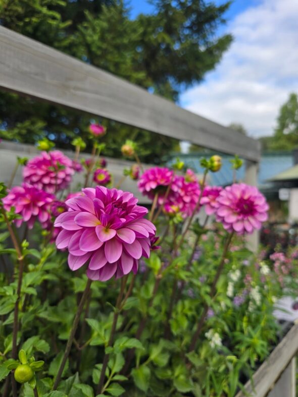 ダリアと千日紅が彩る、やさしい秋のはじまり