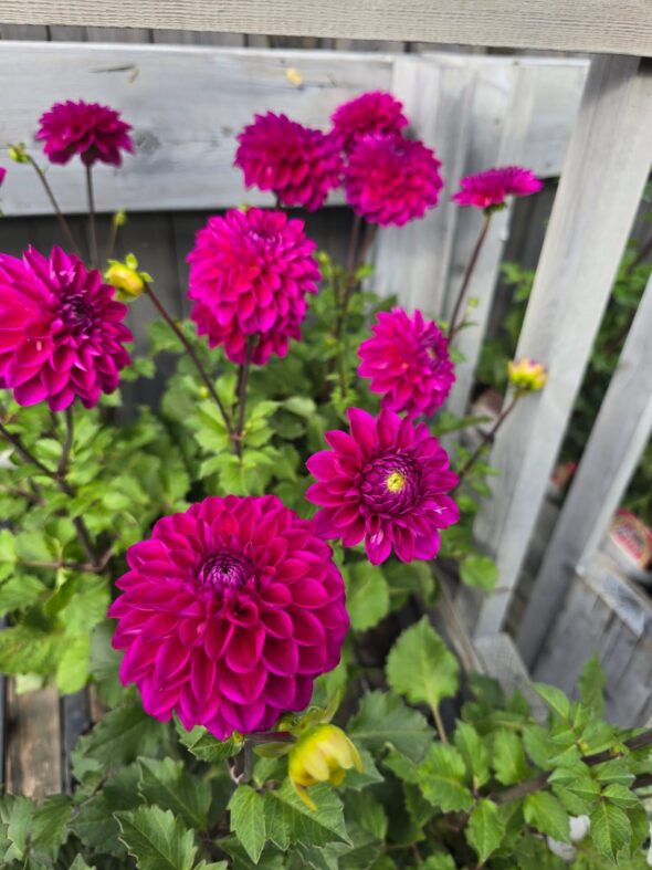 ダリアと千日紅が彩る、やさしい秋のはじまり