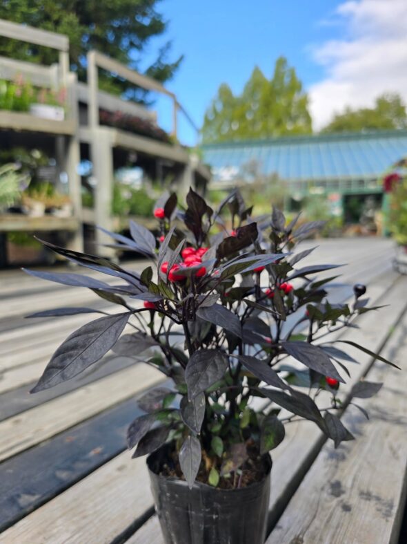 ダリアと千日紅が彩る、やさしい秋のはじまり