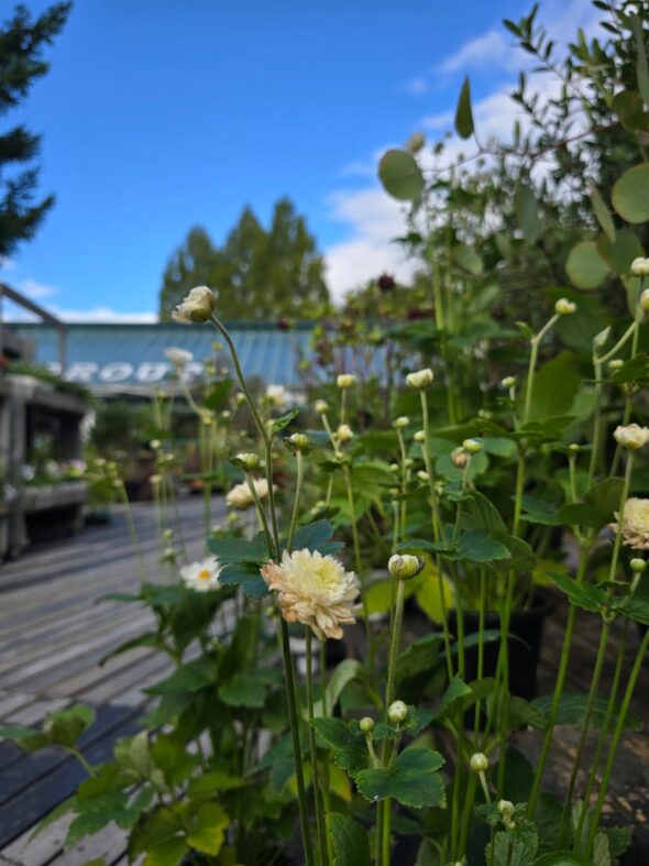 ダリアと千日紅が彩る、やさしい秋のはじまり