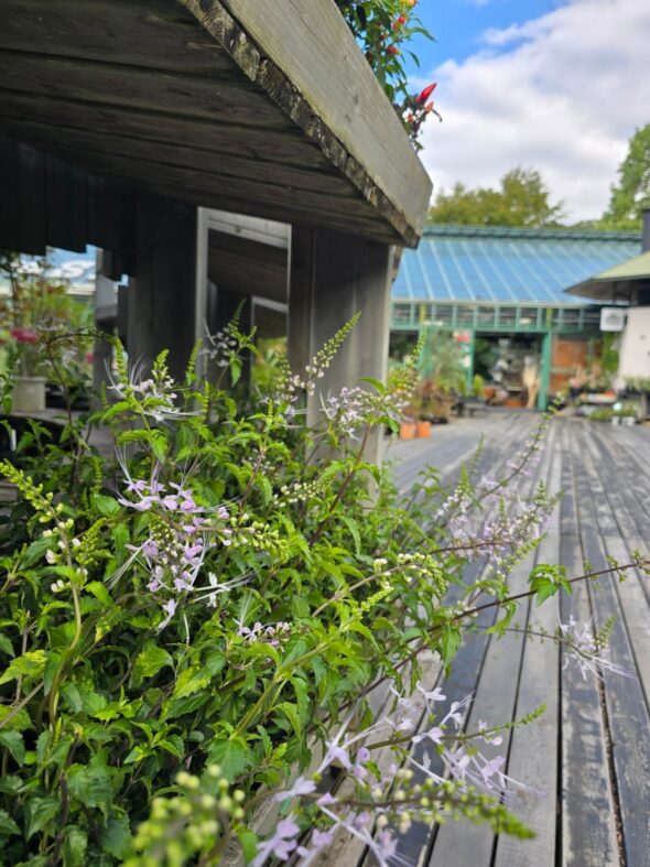 ダリアと千日紅が彩る、やさしい秋のはじまり