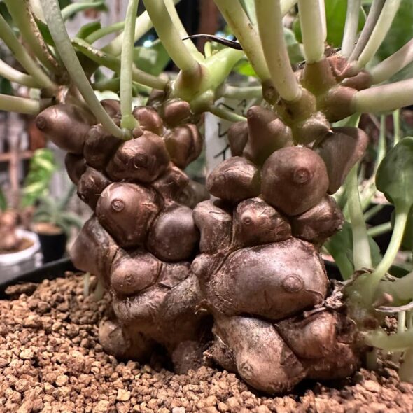 ごつごつ肌がクセになる、オトンナ・ヘレイ