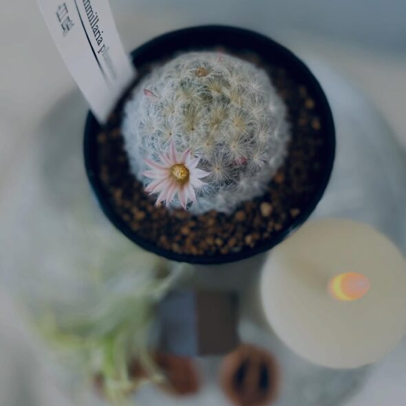 ふわっと冬支度☃️ マミラリア白星、再入荷しました