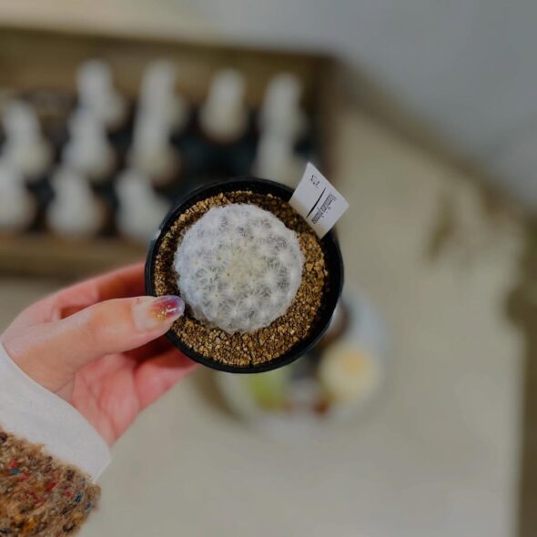 ふわっと冬支度☃️ マミラリア白星、再入荷しました