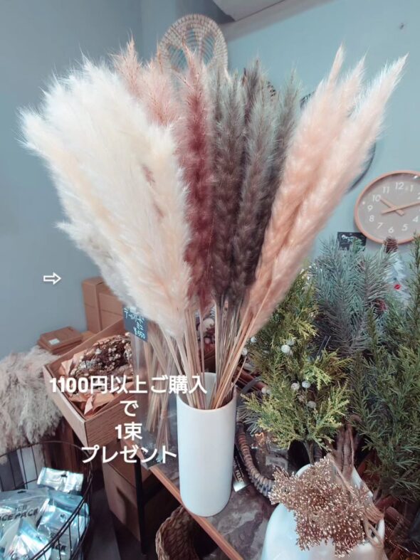 曲がりフィカス＆クリスマスローズ届きました