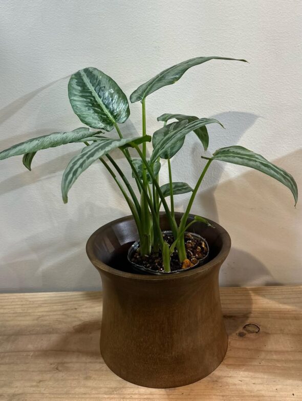 空間を彩る、個性派グリーン3選