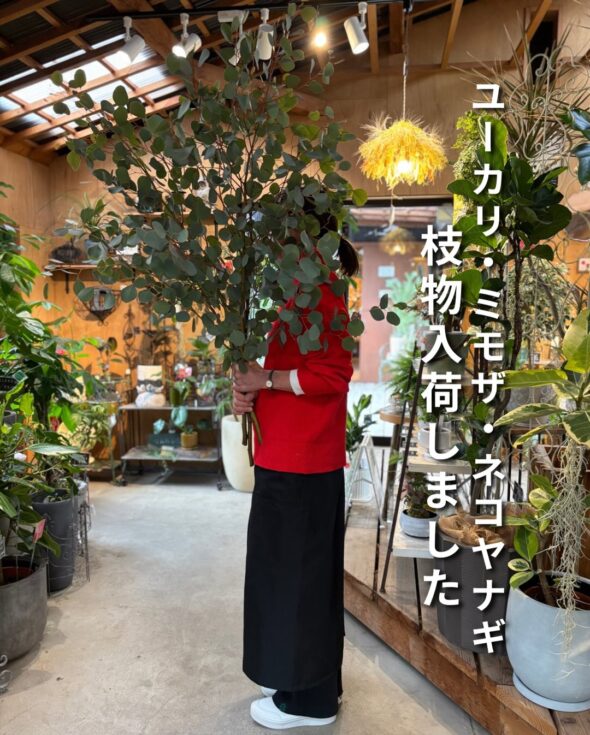 飾るだけで空間が変わる、存在感ある枝物