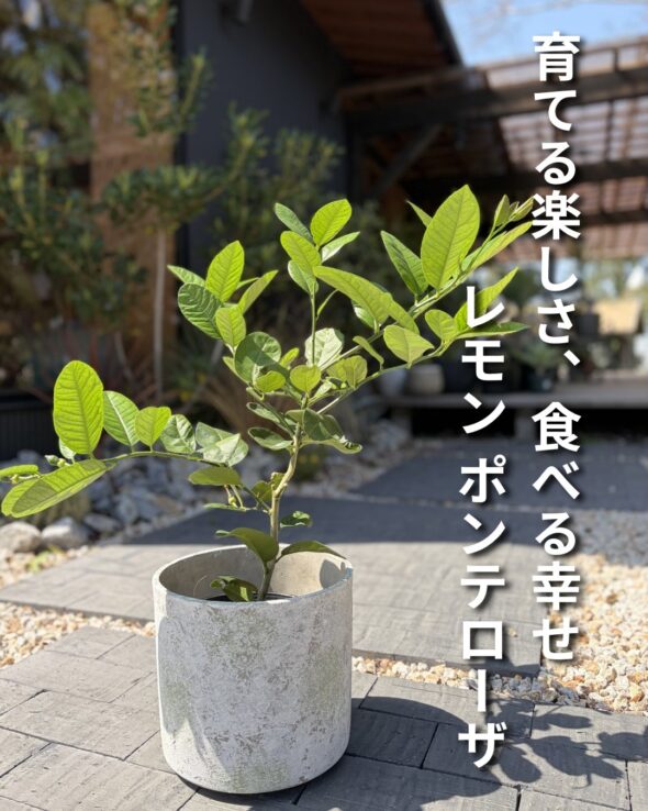 花も実も楽しむ