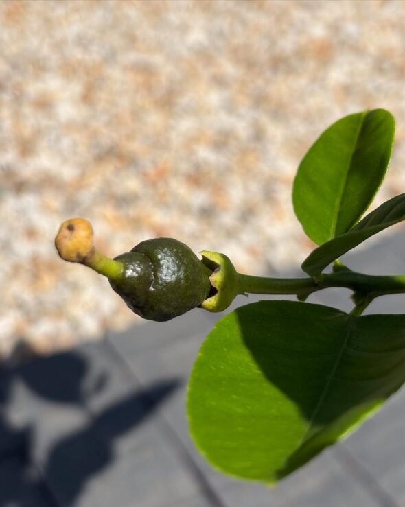 花も実も楽しむ