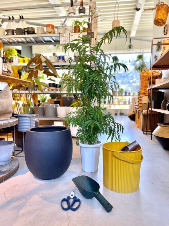 植物をリフレッシュ